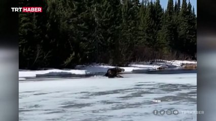 Kanada'da meraklı geyik balıkçılara eşlik etti