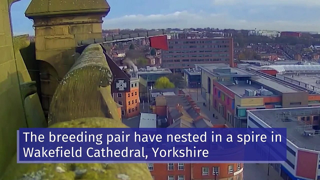 International birdwatchers observe peregrine falcons nest