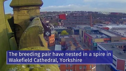 International birdwatchers observe peregrine falcons nest