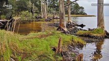 ‘Ghost Forests’ Are Emerging Along the Atlantic Coast