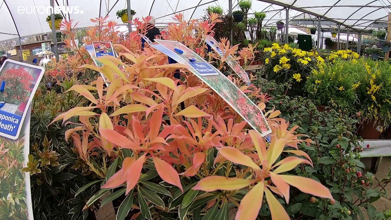 Brexit treibt Preise für britische Hobbygärtner