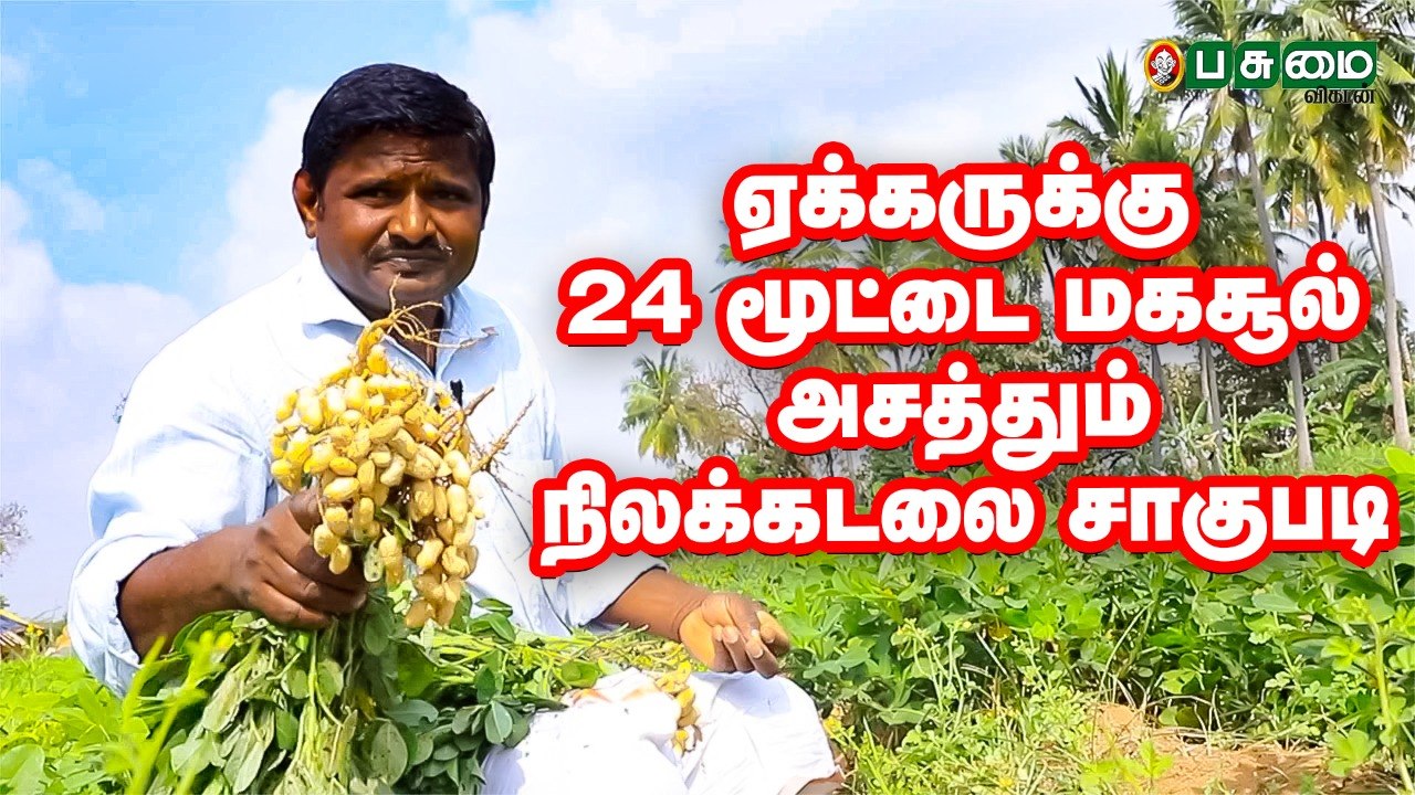 நல்ல வருமானம் தரும் நிலக்கடலை சாகுபடி!