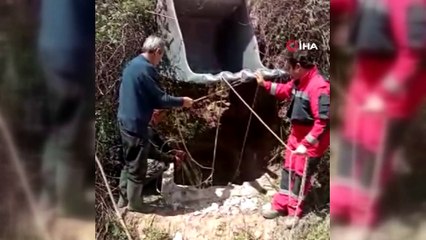 İneği kurtarmak için seferber oldular