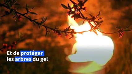 Dans les vignes et les vergers, des "bougies" pour préserver du gel