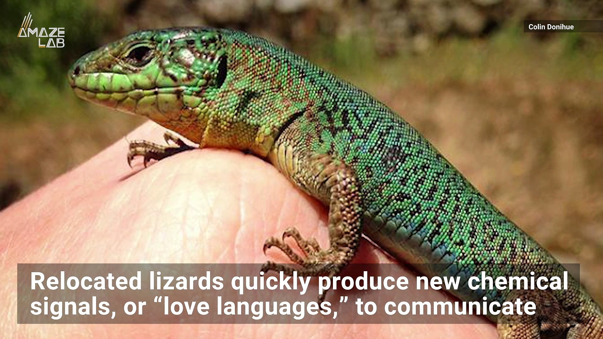 ⁣Do Lizards Develop a ‘Love Language?’