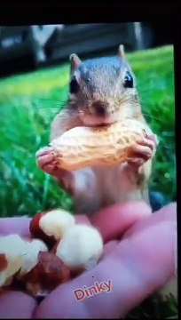 Tik Tok Funny | Tik Tok Funny Videos | Tiktok Funny Pakistani