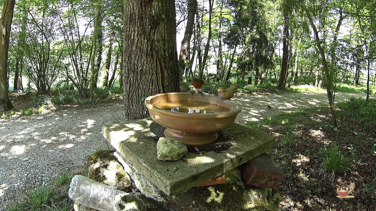 Baignades et désaltération estivales