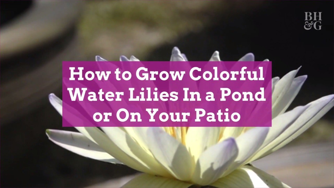 How to Grow Colorful Water Lilies In a Pond or On Your Patio