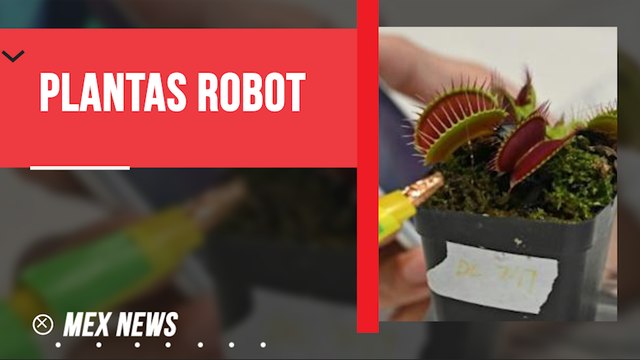 ¿SABÍAS QUE EXISTEN LOS ROBOTS-PLANTAS? ¡CIENTÍFICOS DE SINGAPUR LAS ESTÁN CREANDO!