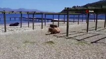 Gören dönüp bir daha baktı...Plajın tadını bu sefer inekler çıkardı
