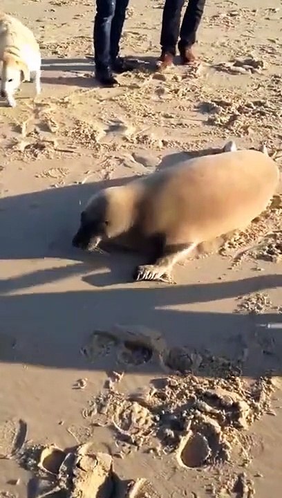 Ce chien et ce phoque s'adorent et c'est adorable
