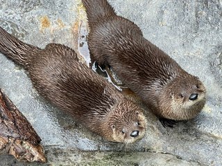 South Carolina Aquarium Welcomes Two New River Otters!
