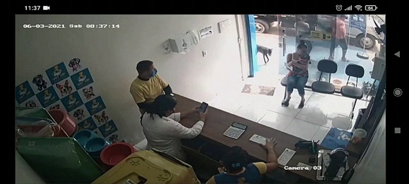 Injured Dog Enters Veterinary Clinic Alone and Receives Treatment