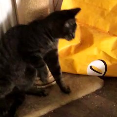 Kitten Gets Head Stuck in Cup of Noodles