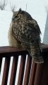 Sleepy Owl Perches on Porch