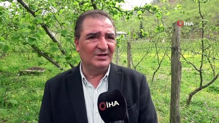 Fındıkta Drakula ve Kahverengi Kokarcanın Ardından Bu Sefer de Kozalak Akarı Tehlikesi Başladı