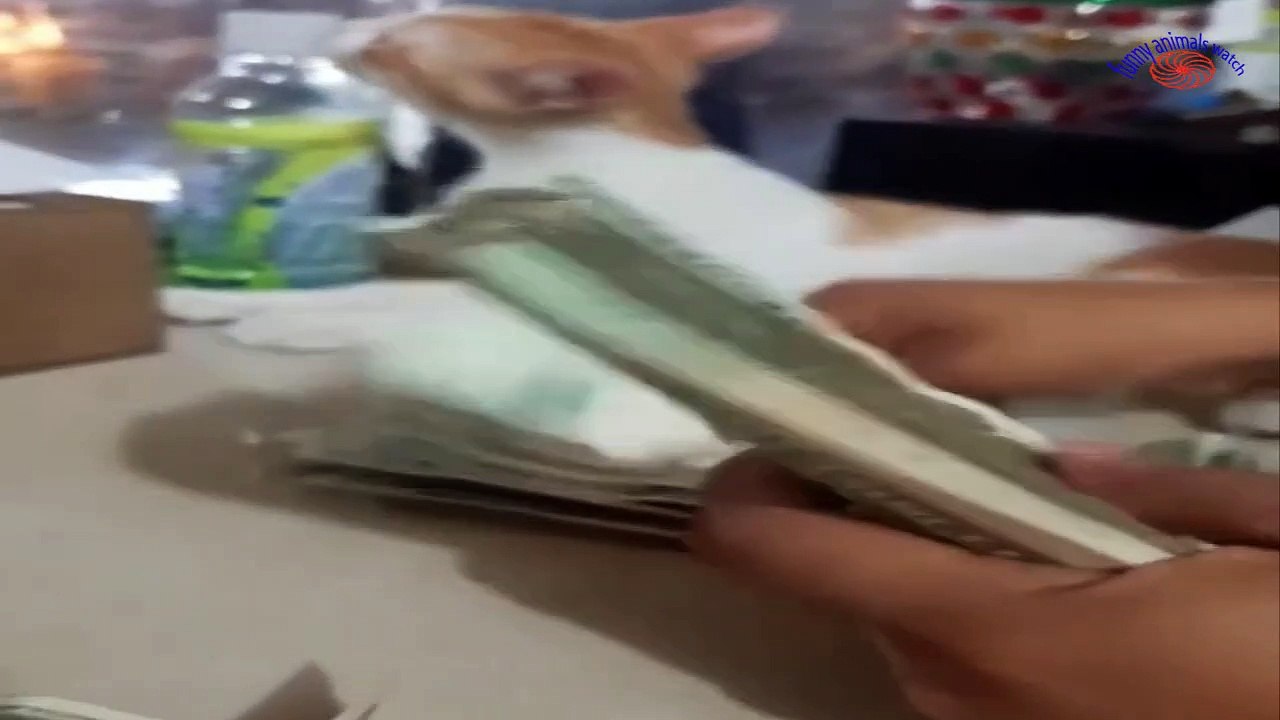 Funny Cats and Dogs Compilation