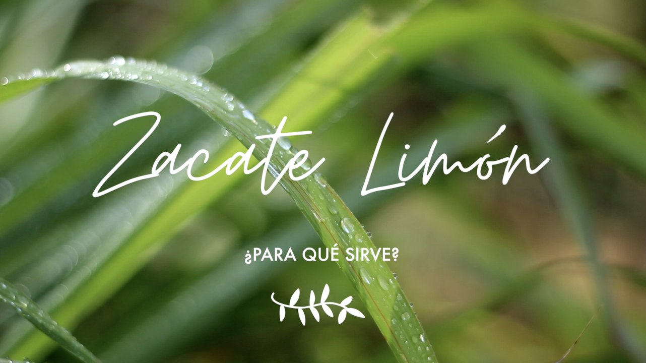 Zacate limón o Lemongrass ¿para qué sirve - Propiedades medicinales
