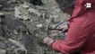 Hallan restos fósiles de un nuevo mamífero de la era de los dinosaurios