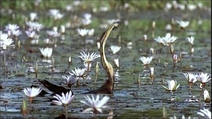 Nómadas del viento - Tráiler español