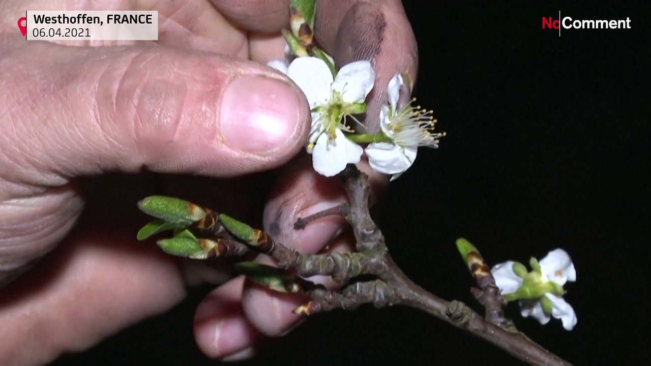 Feuer gegen den Frost, Obstbauern haben Angst um ihre Bäume