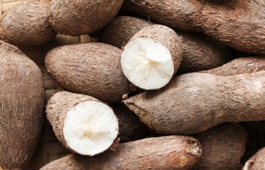 Discover Cassava: The Versatile Root with Endless Uses 🌱