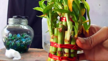 लकी बम्बू की देखभाल कैसे करें। How To Care Lucky Bamboo/Cleaning  Pot -9 Nov 2017/Mammal Bonsai