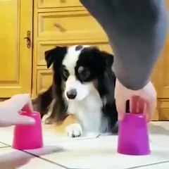 How Train Your Puppy FAST!!