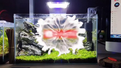 How To Use Bamboo In An Aquarium - Fluval Edge Bamboo Jungle Scape Update.