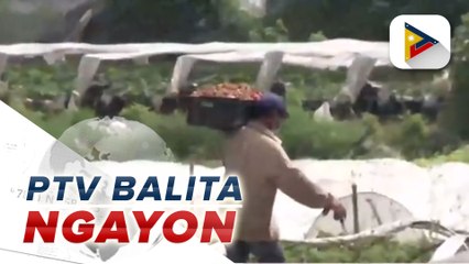 #PTVBalitaNgayon | Strawberry picking iti La Trinidad Strawberry Farm, nailukaten