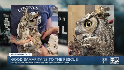 Good Samaritans rescue owl trapped in wire near Fountain Hills