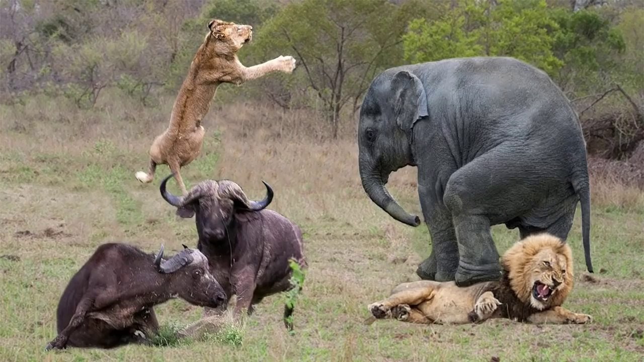 Unbelievable Elephant & Buffalo Rescue Baby Warthog From Lion Hunt - Snake vs Prey
