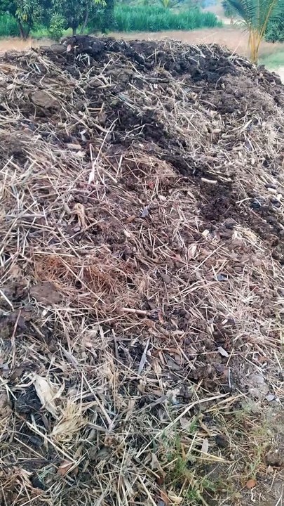 cow dung collected as manure