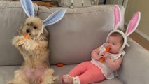 Dog And Baby Wearing Bunny Ears Headbands Eat Carrots on Couch