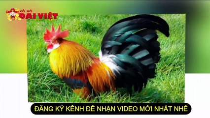 Mơ thấy gà trống có tỉ lệ trúng cao nhất