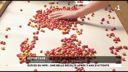 Des jeunes de MFR font une première récolte de café prometteuse