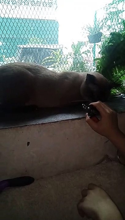 Muchi getting his nails cut.