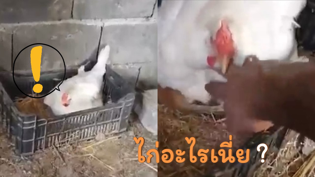 โซเชียลอึ้ง ! พบไก่กกลูกเป็นตัว แถมมี 4 ขา ขันก...