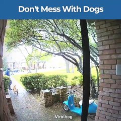 Dont mess with thes dogs | dog video | dogs video compilation