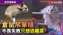 倉鼠奮力一躍吊單槓！不畏失敗只求逃離窩