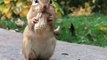Cute Squirrel | Funny Squirrel | Squirrel Video | Squirrel Special Video