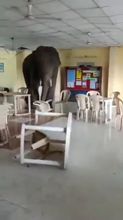 ELEPHANT  FREEKS