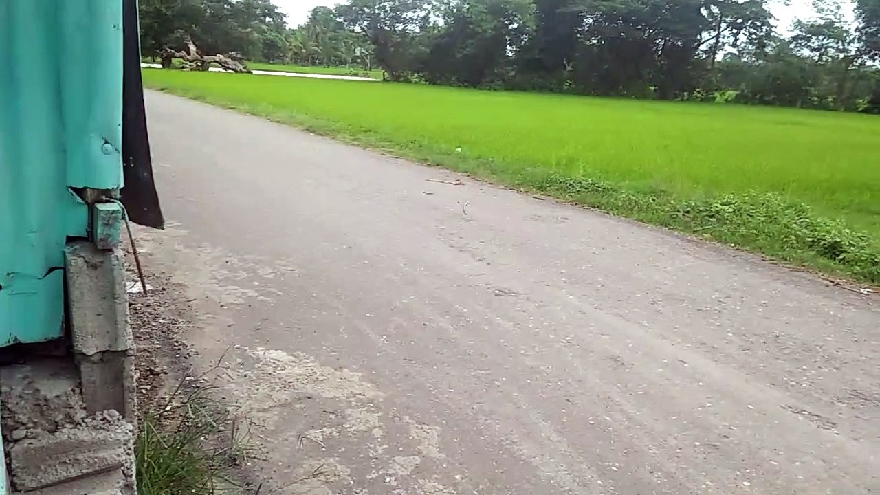 rice farm