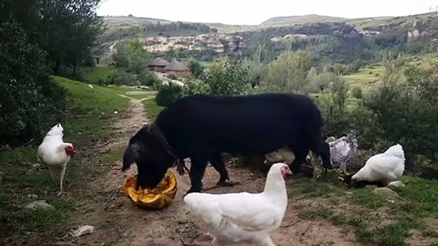 Pigs eat in the middle of a country road 2021 #Pigs