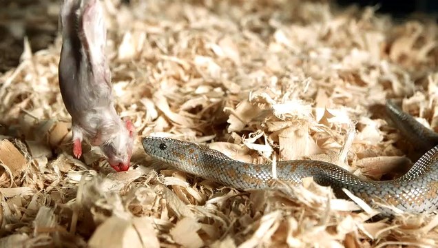 Video slow motion Snake eat 2021