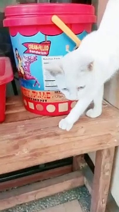 Meet Baby Blue 