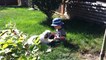 Kid Shares Popsicle With Pet Dog