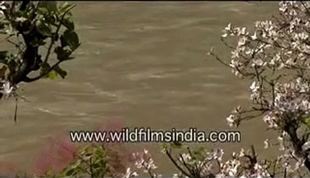 Bauhinia or kachnar flowers overlooking the Ganga...