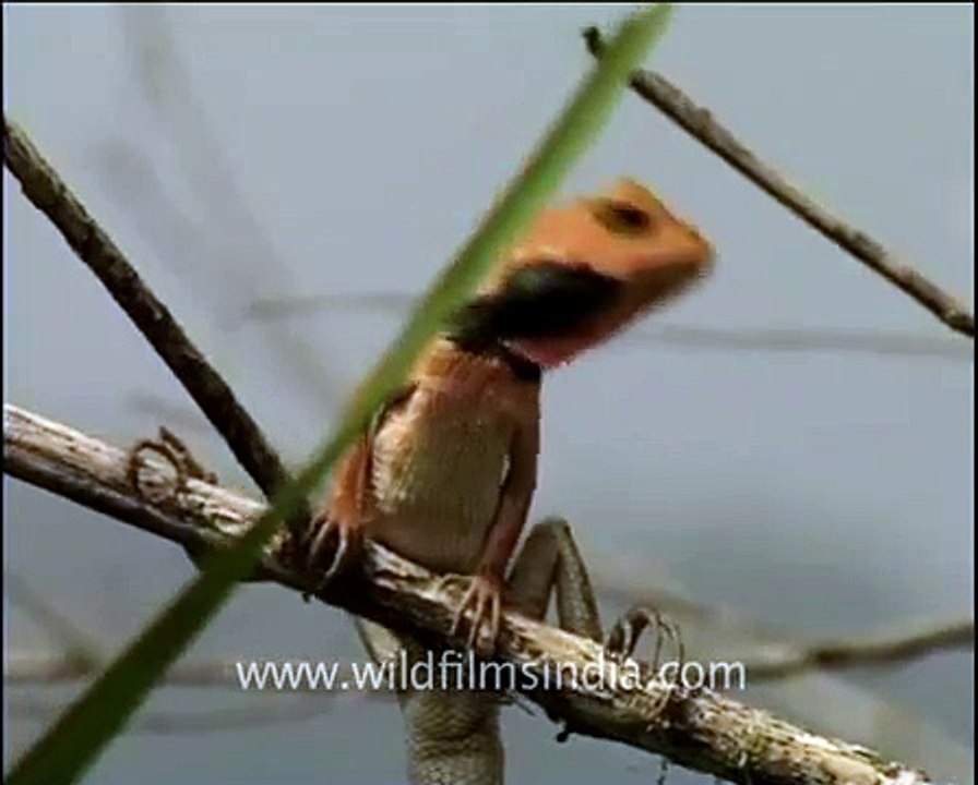 Garden Lizard (Calotes versicolor)