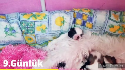 Maltese Terrier Yavru Gelişimi 2.Hafta